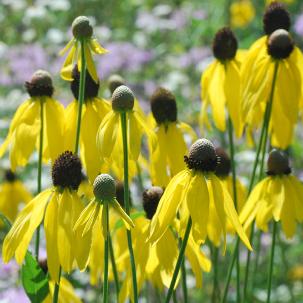 GRAY-HEADED CONEFLOWER